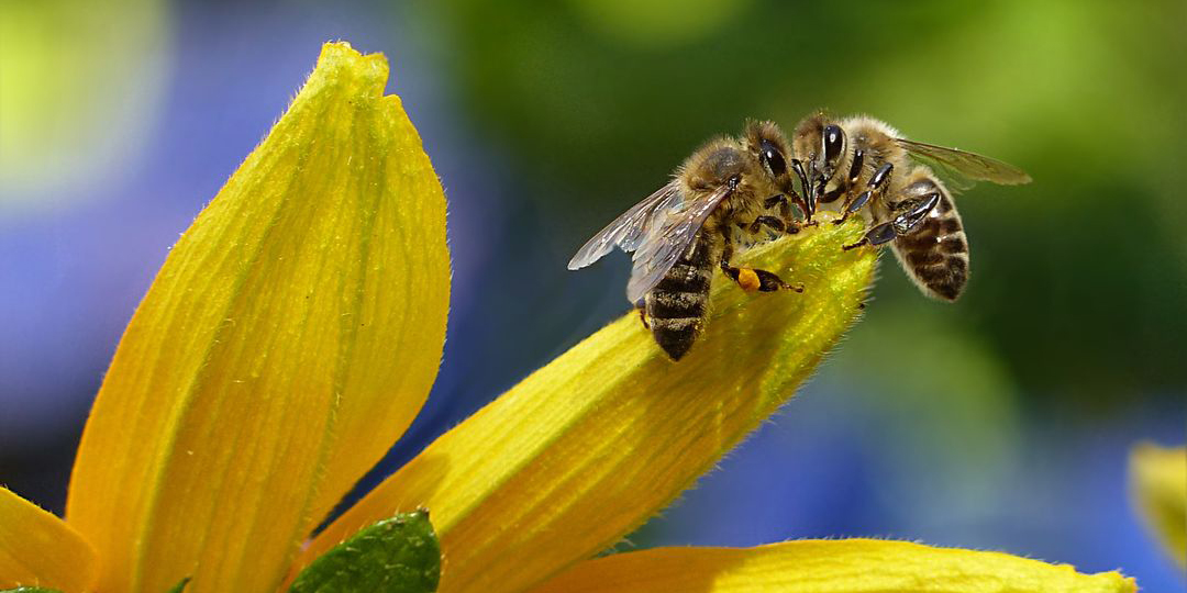 <span class="entry-title-primary">Lehet, hogy a legrövidebb világnap lesz</span> <span class="entry-subtitle">Addig kell odafigyelni a méhekre, amíg vannak</span>