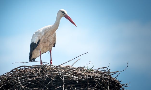 Évszázadok óta először keltek ki vadon fehér gólyák Nagy-Britanniában