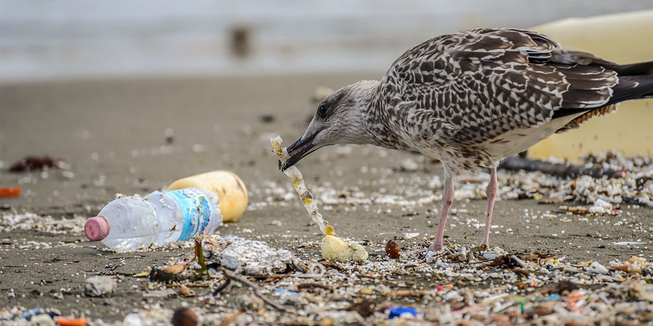 Naponta több száz műanyagdarabot nyelnek le a folyópartokon élő madarak