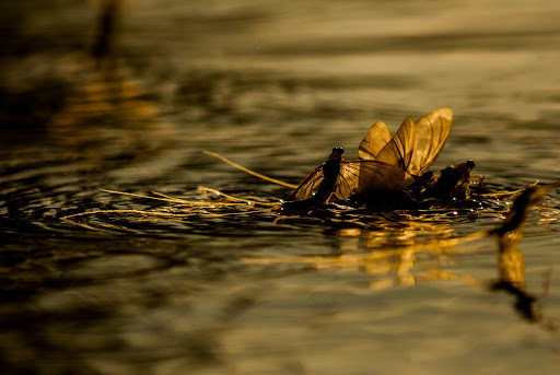 <span class="entry-title-primary">Hungarikum lett a tiszavirágzás</span> <span class="entry-subtitle">Az aracsi pusztatemplom és az aracsi kő bekerült a Magyar Értéktárba</span>