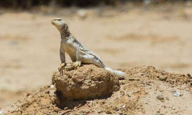 Felgyorsult a szárazföldön élő gerincesek kihalása