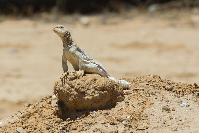 Felgyorsult a szárazföldön élő gerincesek kihalása