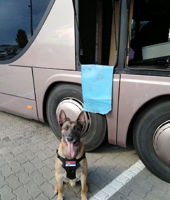 Néró, a vámhatóság kutyája ismét nagy mennyiségű cigarettát talált a horgosi határátkelőn