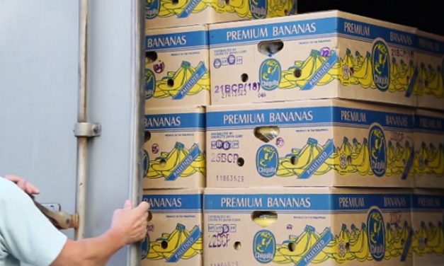 Kokaint találtak a berlini Lidlnek szállított banánfürtök között