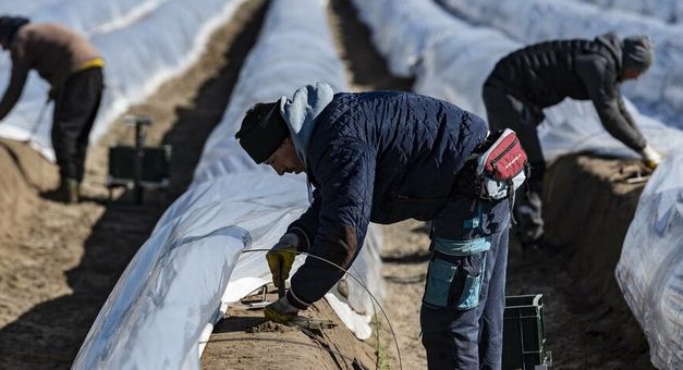 Lazítják a mezőgazdasági idénymunkások beutazási korlátozásait Németországban