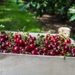 A jó meggyhozam miatt drasztikusan csökkent annak felvásárlási ára