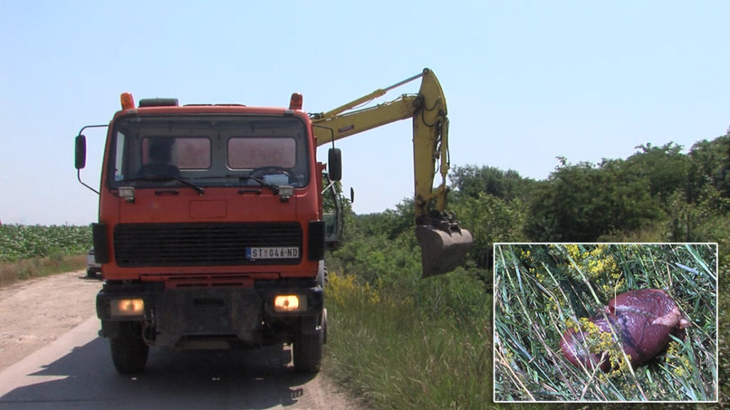 Ópázova: Egy tonna belsőség a csatornában