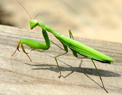 Bömbölő metállal próbálhatják elűzni a sáskákat