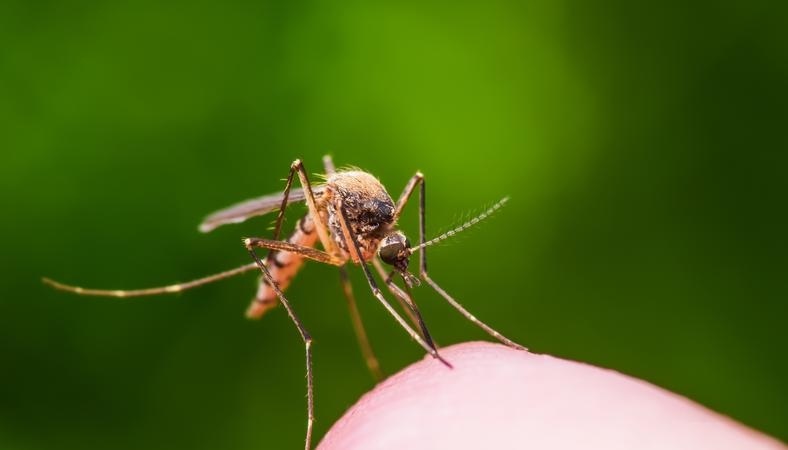 Szúnyoglárva-irtás Adán