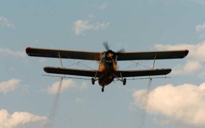 Szúnyogirtás kezdődik Szabadkán