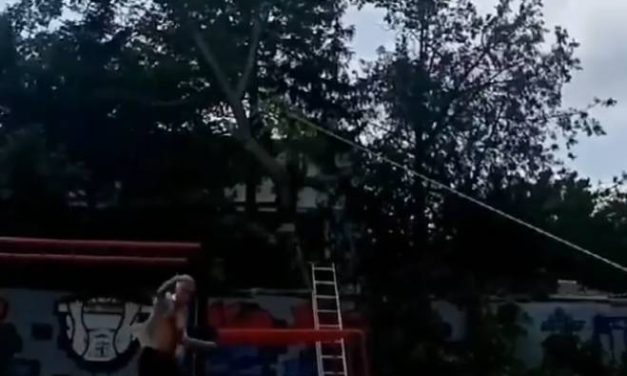 Újvidék: Kivágott diófa semmisített meg egy játszóteret (Videó)