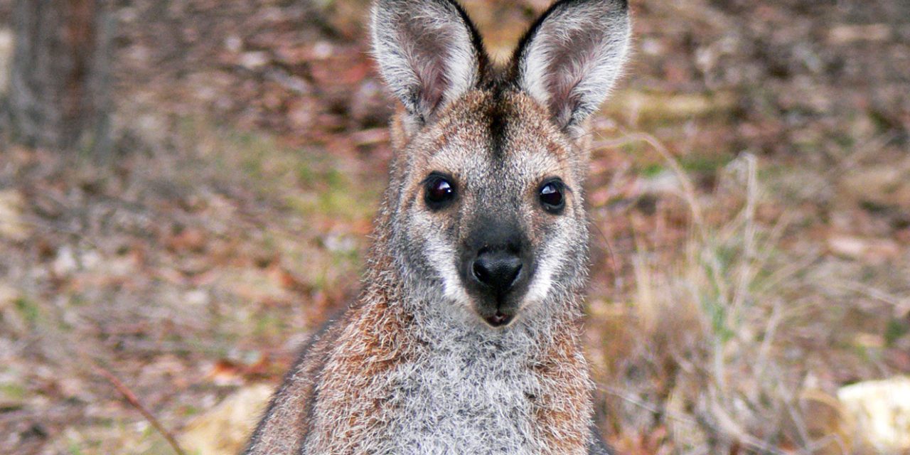 <span class="entry-title-primary">Szökésben van egy kenguru Budapesten</span> <span class="entry-subtitle">Az elszökött állatot az interneten árulják</span>