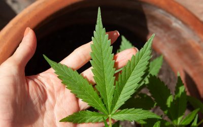 Harminc kiló kannabiszt rejtegetett a külföldön élő nagynéni házában