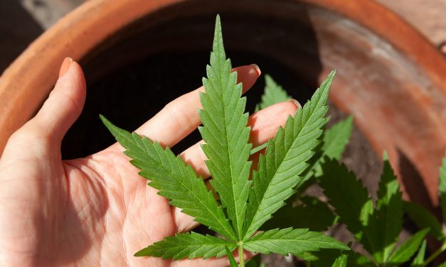 Ötszáz kiló fűvel bukott le egy szerb férfi a francia-olasz határon