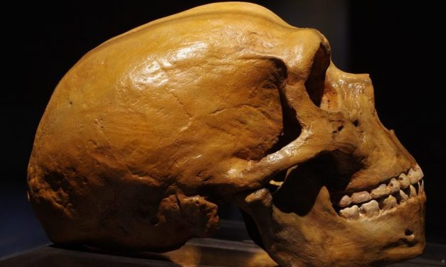 Magasabb a súlyos koronavírus-fertőzés kockázata a neandervölgyi ember génjeit hordozóknál
