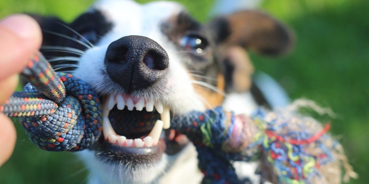 Ennyibe kerül a fővárosnak, ha kóbor kutya harap meg valakit