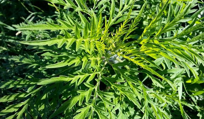 Vajdaságban is gondot okoz a parlagfű