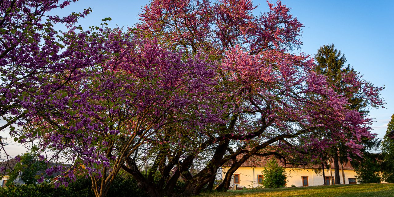 <span class="entry-title-primary">Szabadkáról származhat az év fája</span> <span class="entry-subtitle">Szerzetesek által került Mélykútra</span>