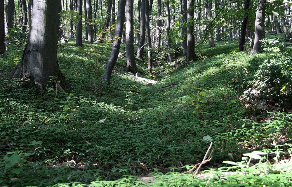 VOICE: Vajdaság erdők nélkül marad, a mezőgazdaság pedig százmilliókat veszít