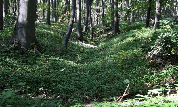VOICE: Vajdaság erdők nélkül marad, a mezőgazdaság pedig százmilliókat veszít