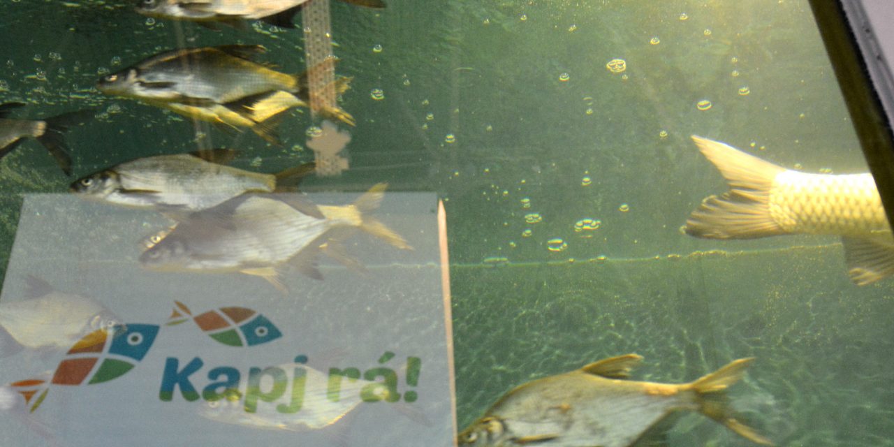 <span class="entry-title-primary">Csak nem akarunk rákapni</span> <span class="entry-subtitle">Újabb kampány indult a halfogyasztás népszerűsítésére</span>