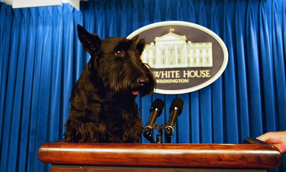 <span class="entry-title-primary">Kutya teszi az elnököt(?)</span> <span class="entry-subtitle">Újra lesz First Dog Amerikában</span>