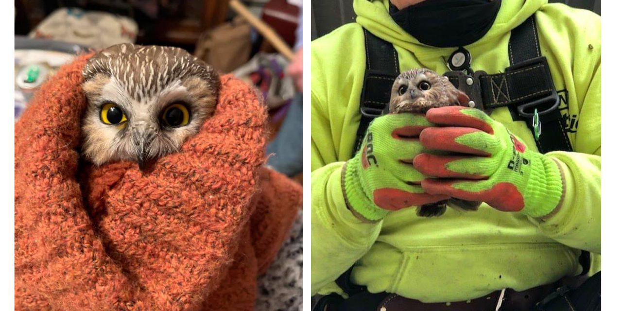 <span class="entry-title-primary">Karácsonyfán ragadt a bagoly</span> <span class="entry-subtitle">Csak New Yorkban vették észre</span>