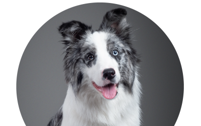 A kutyák szótanulási képességét vizsgálják az ELTE etológusai