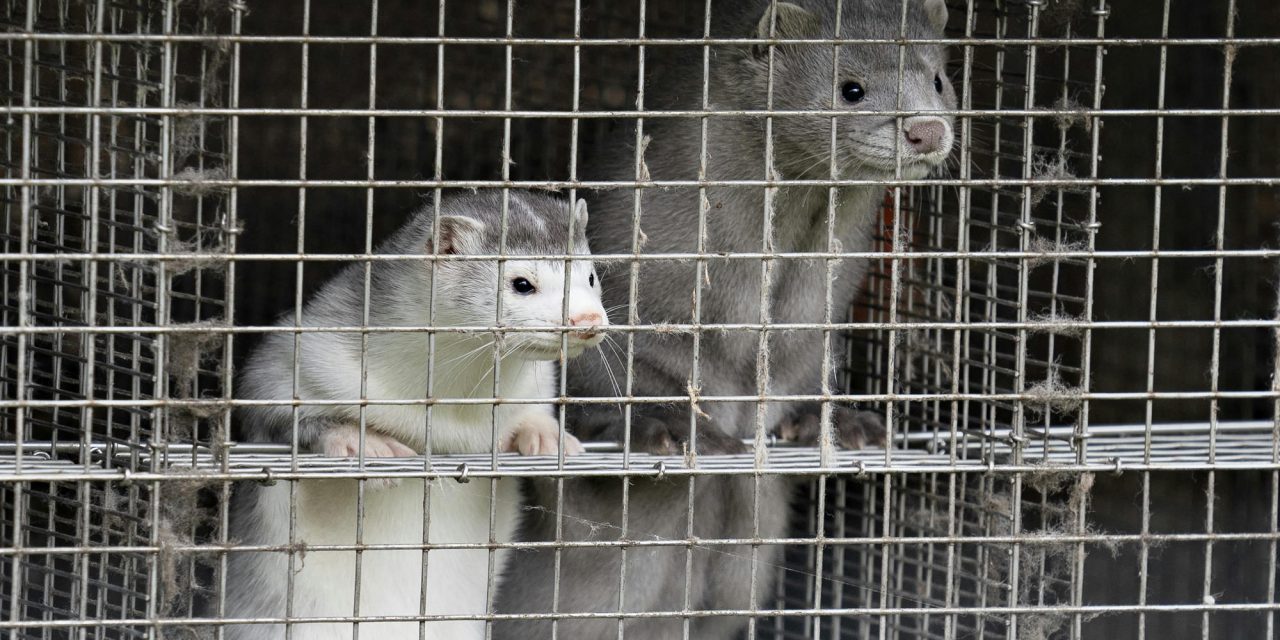 Dánia: Leölik a nyérceket, mert embereket fertőztek meg mutálódott koronavírussal