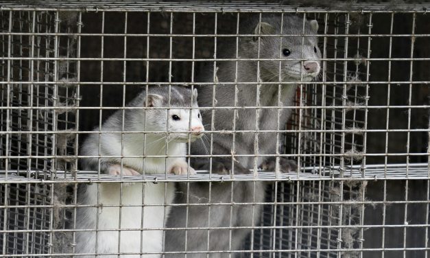 Dánia: Leölik a nyérceket, mert embereket fertőztek meg mutálódott koronavírussal