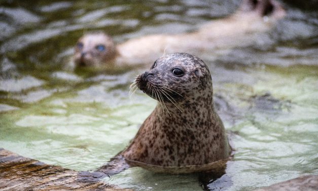 Palics fókákat kap karácsonyra