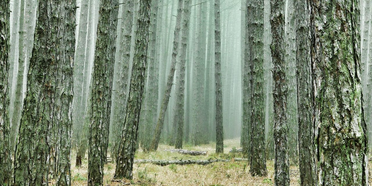 Továbbra is csak saját felelősségre menjenek az erdőbe a szabadkaiak