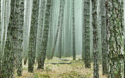 Továbbra is csak saját felelősségre menjenek az erdőbe a szabadkaiak