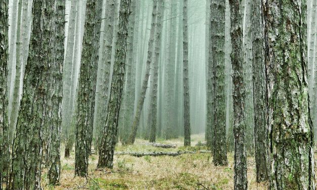 Továbbra is csak saját felelősségre menjenek az erdőbe a szabadkaiak