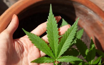 Újabb újvidéki drogkereskedő bukott le