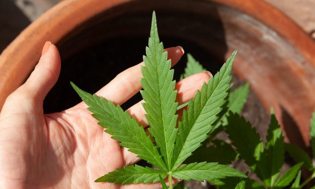 Épp az ültetvényt járta be, amikor a rendőrök rajtaütöttek a palánkai drogtermesztőn