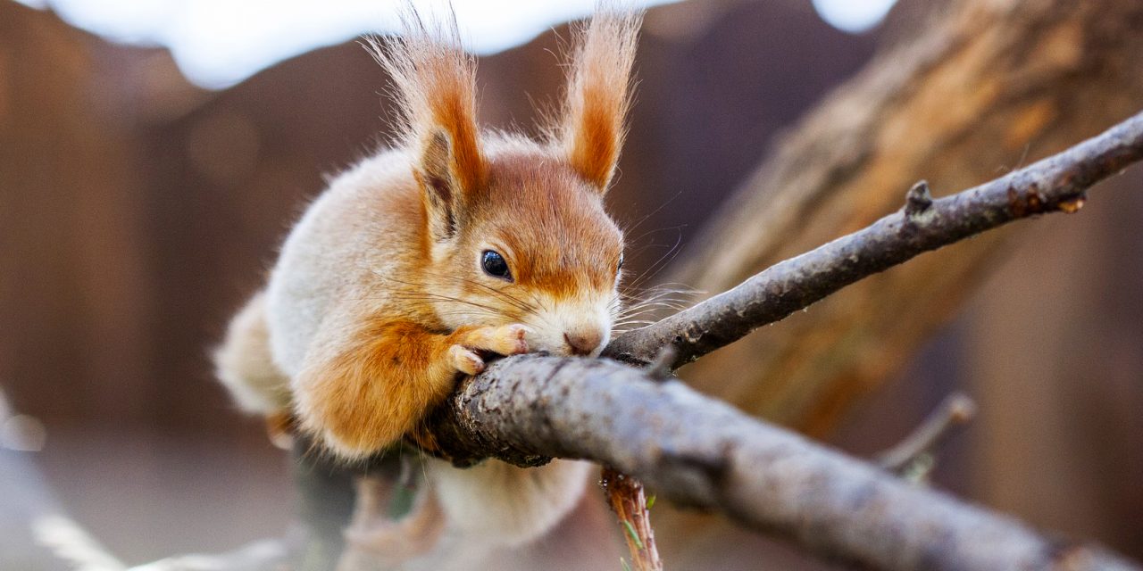 Húszéves a Mókusok Napja