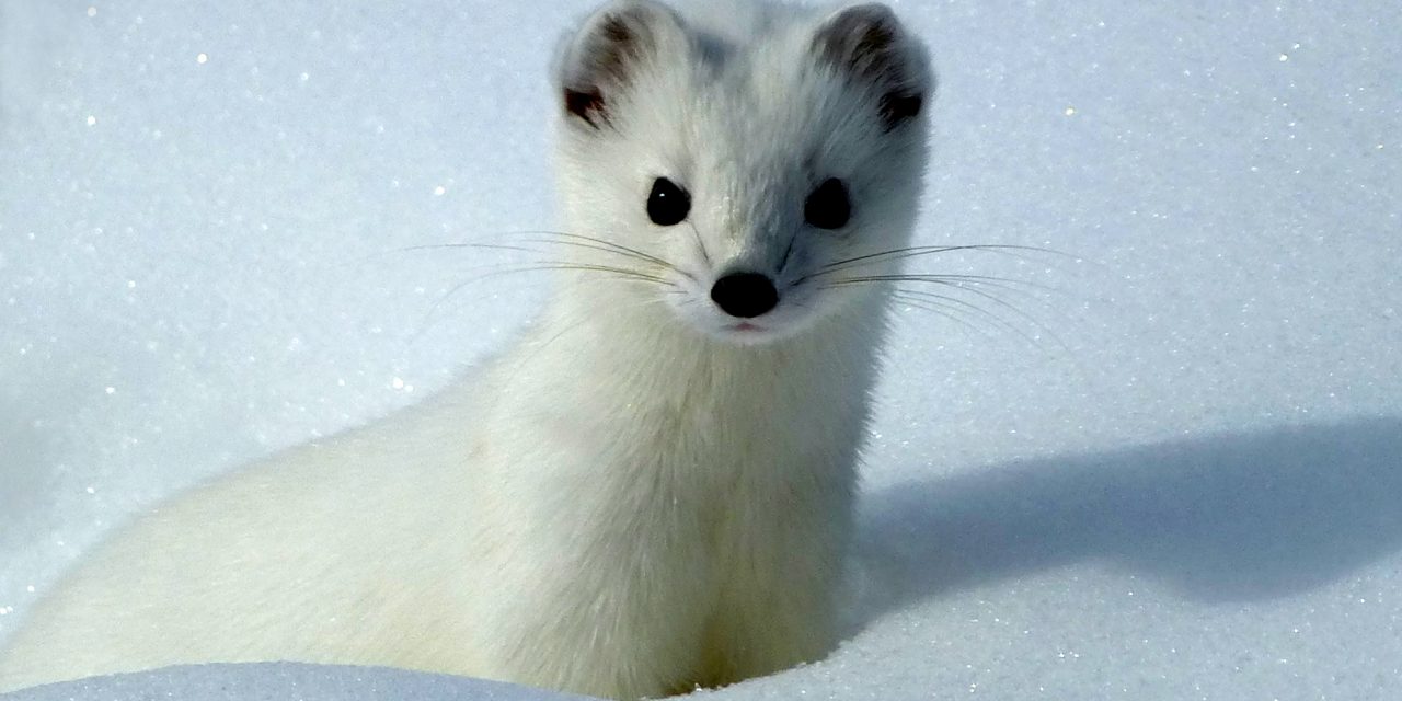 <span class="entry-title-primary">Színváltó prémes lesz az év emlőse</span> <span class="entry-subtitle">Szerencsére a női szekrényekben egyre ritkább</span>