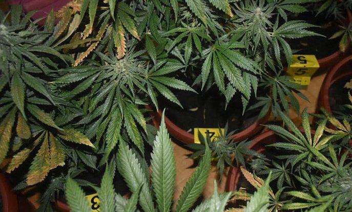 Marihuána ültetvényt találtak Fehértemplomon