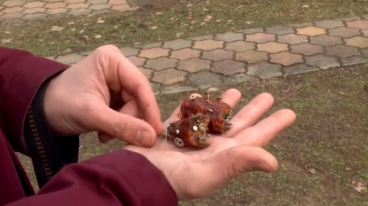 Szöges kolbászdarabokat dobált be az udvarra, a kutyát meg kellett műteni