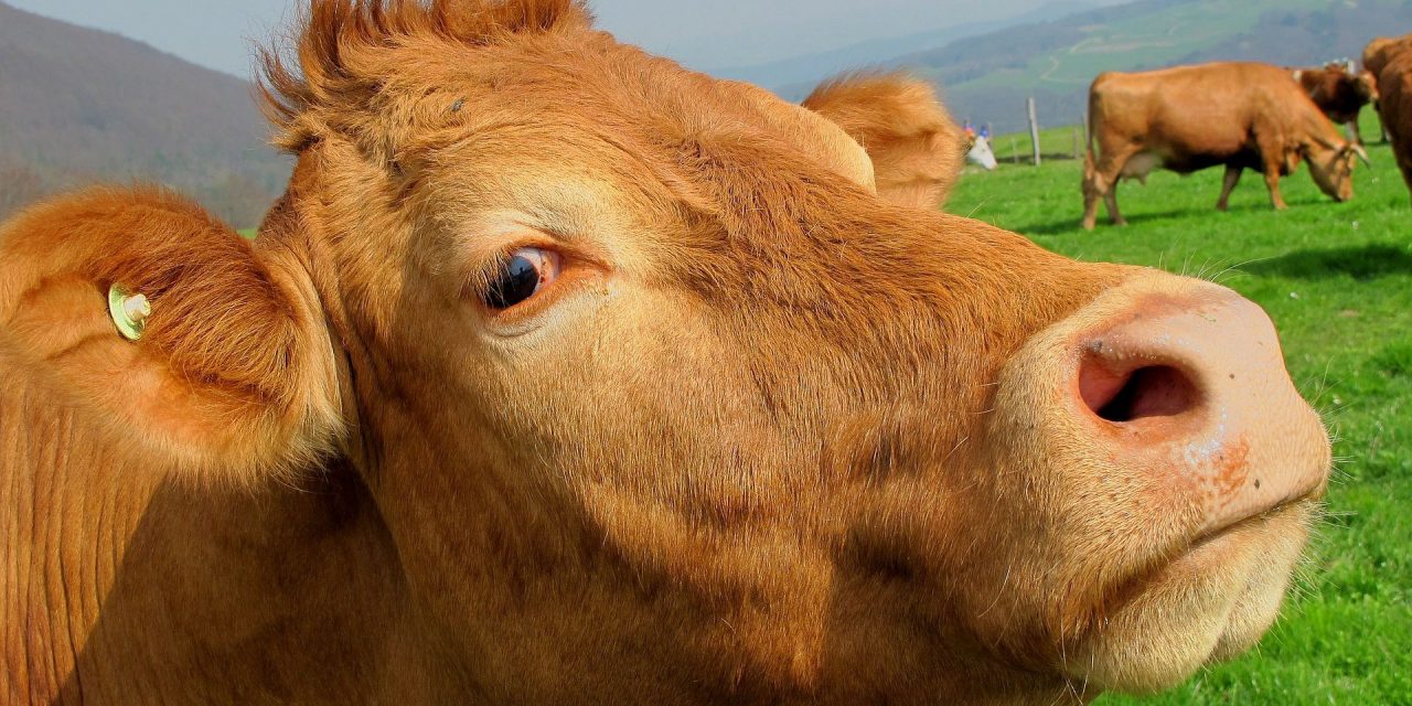 Egyre valószínűbb a trágyás tiltakozás