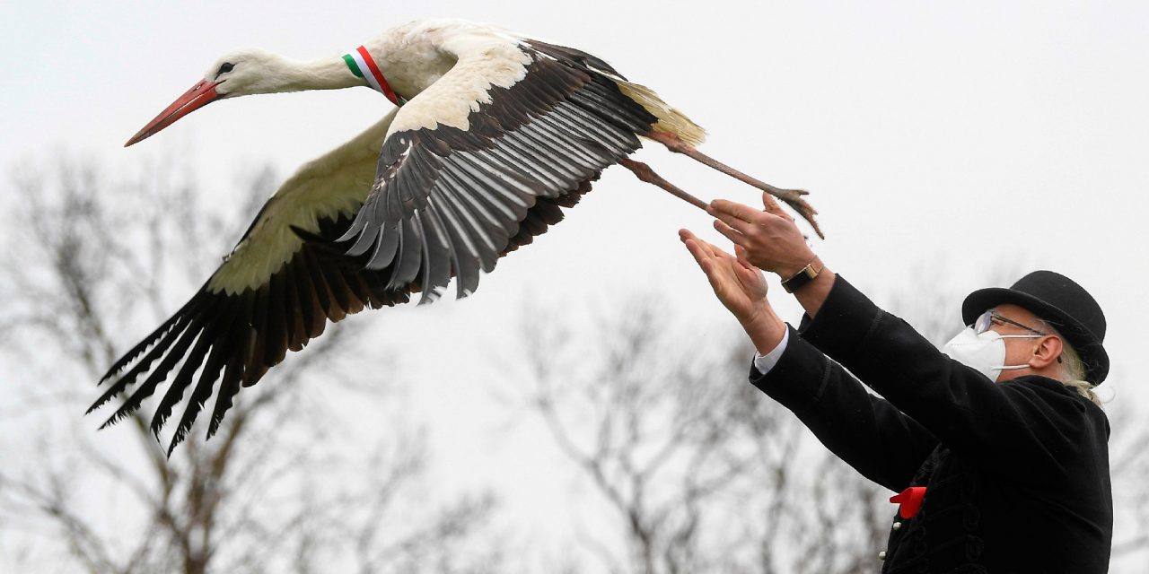 <span class="entry-title-primary">Csöndes március 15.</span> <span class="entry-subtitle">A gólyák örültek legjobban – Ünnepi anziksz Magyarországról</span>