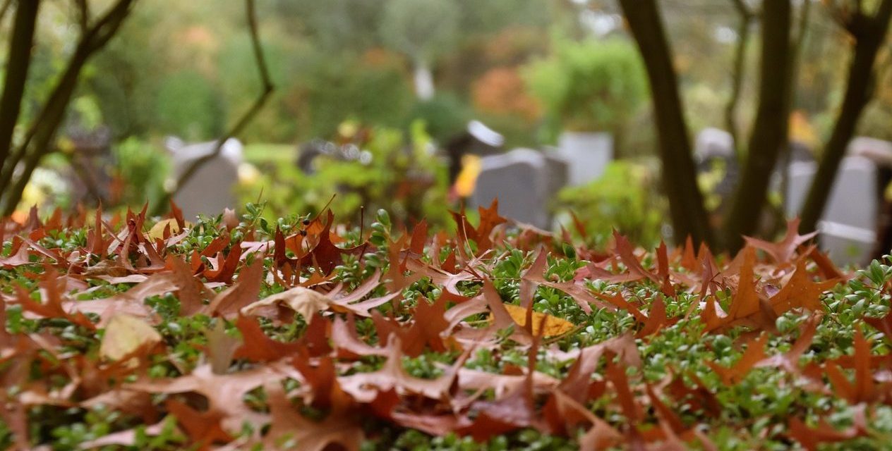 Házi kedvencek temetője épül Belgrádban