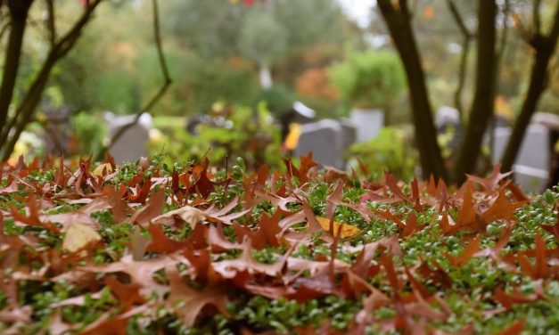 Házi kedvencek temetője épül Belgrádban