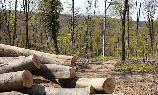 Az UNESCO világörökségi listájára jelölték a Tarcal-hegy egy részét, pedig egyszer már visszautasították a felvételét