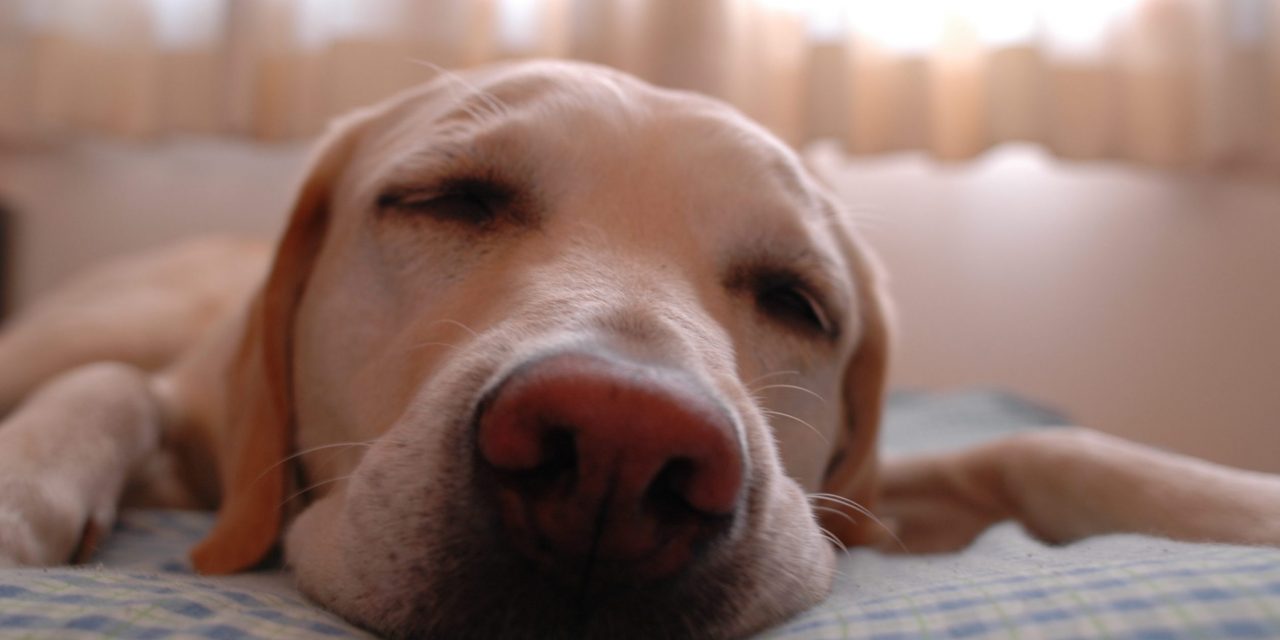 <span class="entry-title-primary">A hőségtől nem csak mi szenvedünk</span> <span class="entry-subtitle">Így vigyázzunk kedvenceinkre a hőhullám alatt</span>