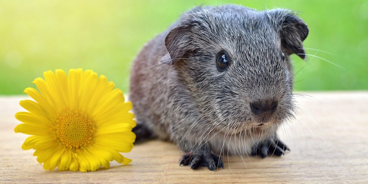 <span class="entry-title-primary">Hős állatok név nélkül</span> <span class="entry-subtitle">Ma van a kísérleti állatok világnapja</span>