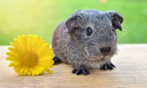 Névtelenül halnak meg értünk a kísérleti állatok (Fotó: Pixabay)