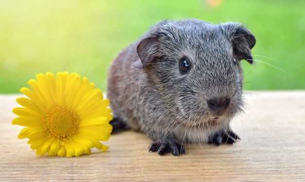 <span class="entry-title-primary">Hős állatok név nélkül</span> <span class="entry-subtitle">Ma van a kísérleti állatok világnapja</span>