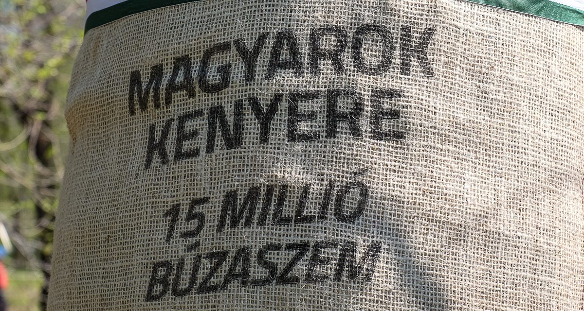 Több mint 20 tonna búzát adományoztak a vajdasági gazdák a Magyarok Kenyere programra
